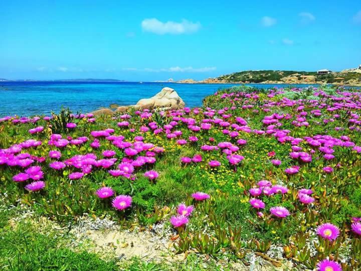 Sweet Home La Maddalena La Maddalena  Zewnętrze zdjęcie